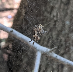 Metepeira labyrinthea