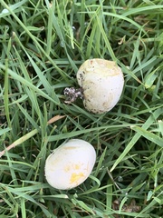 Lycoperdon flavotinctum