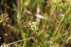 Niphogeton