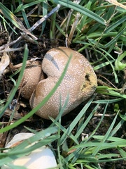 Lycoperdon flavotinctum