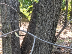 Metepeira labyrinthea