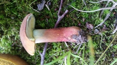 Lanmaoa pallidorosea