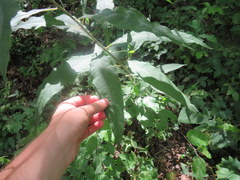 Vernonia flaccidifolia