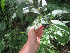 Vernonia flaccidifolia