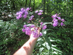 Vernonia flaccidifolia
