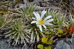 Celmisia sessiliflora