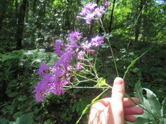 Vernonia flaccidifolia