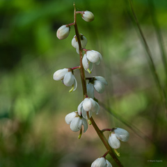 Pyrola elliptica
