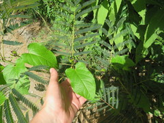 Gonolobus suberosus suberosus