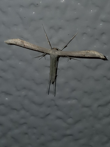 Plain, Elliott's, and Habeck's Plume Moths photo 5