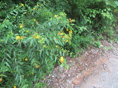 Hypericum densiflorum