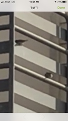 Passer domesticus
