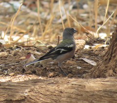 Fringilla coelebs africana
