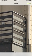 Passer domesticus