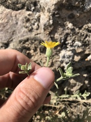 Heterotheca orovillosa