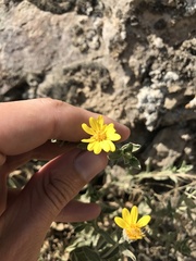 Heterotheca orovillosa