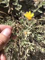 Heterotheca orovillosa