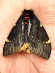 Paradirphia fumosa