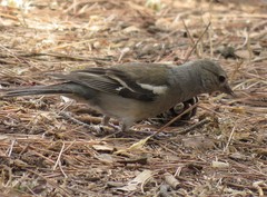 Fringilla coelebs africana