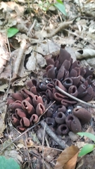 Wynnea americana