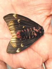 Paradirphia fumosa
