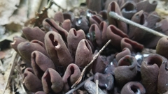 Wynnea americana