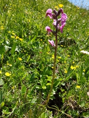 Pedicularis rostratospicata