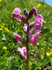 Pedicularis rostratospicata