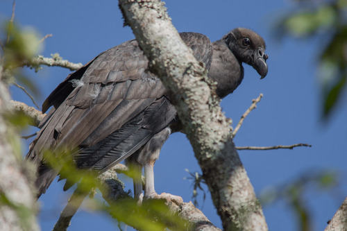 King Vulture