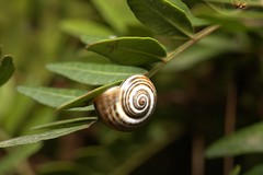 Pseudotachea splendida
