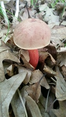 Lanmaoa pallidorosea