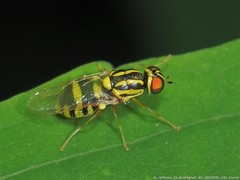 Oxycera variegata