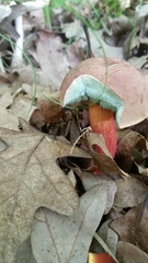 Lanmaoa pallidorosea