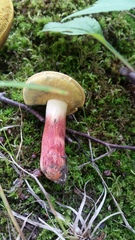 Lanmaoa pallidorosea