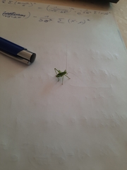 Leptophyes punctatissima