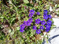 Gentiana dshimilensis