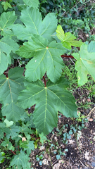 Acer pseudoplatanus