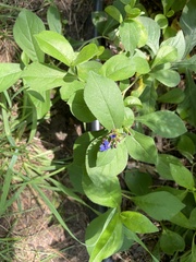 Ceratostigma
