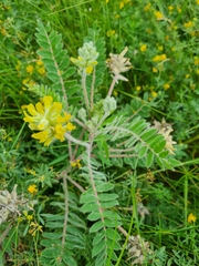 Astragalus dasyanthus