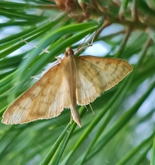 Paratalanta pandalis