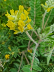 Astragalus dasyanthus