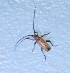 Cymatonycha fasciata