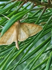 Paratalanta pandalis