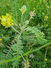 Astragalus dasyanthus