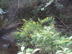 Hypericum densiflorum interior