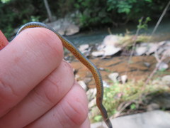 Diadophis punctatus stictogenys
