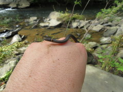 Diadophis punctatus stictogenys