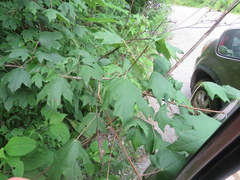 Acer leucoderme