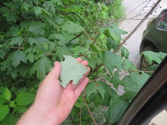 Acer leucoderme