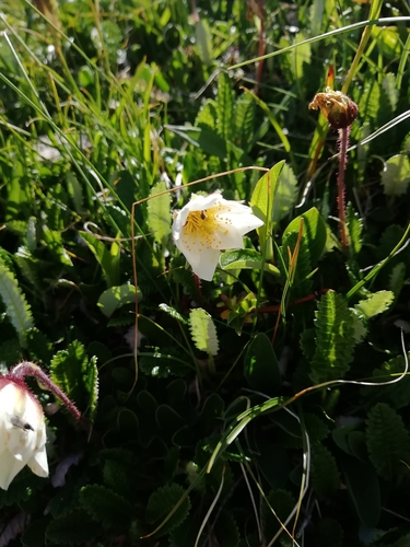 Image of Dryas Caucasica (Dryas caucasica) by (c) Екатерина Кропочева, some rights reserved (CC BY)